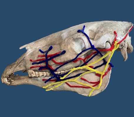 Sally's hand-built model of a horse's skull, mapping the arteries (red), veins (blue) and nerves (yellow) of the head