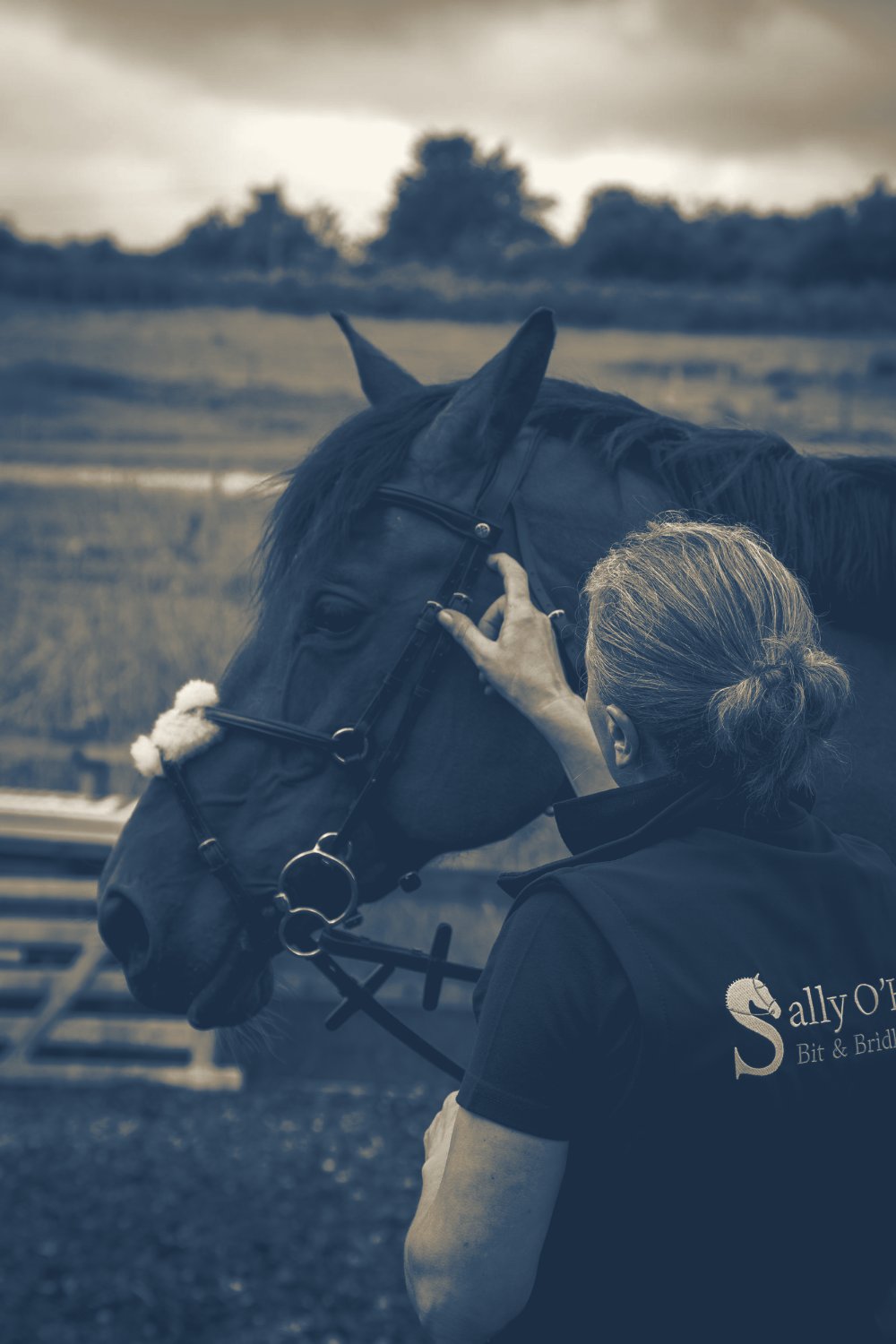 A well-fitted bridle on a horse